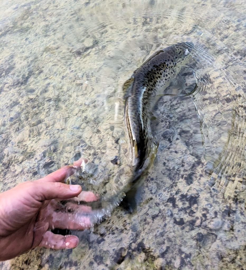 Fisch Im Wasser